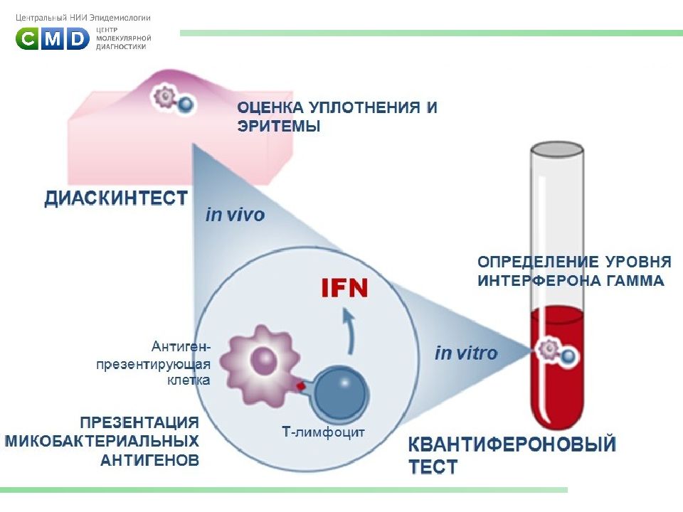 Квантифероновый тест. Принцип квантиферонового теста. Квантифероновый тест презентация. Квантифероновый тест методика проведения. Диаскинтест и квантифероновый тест различия.