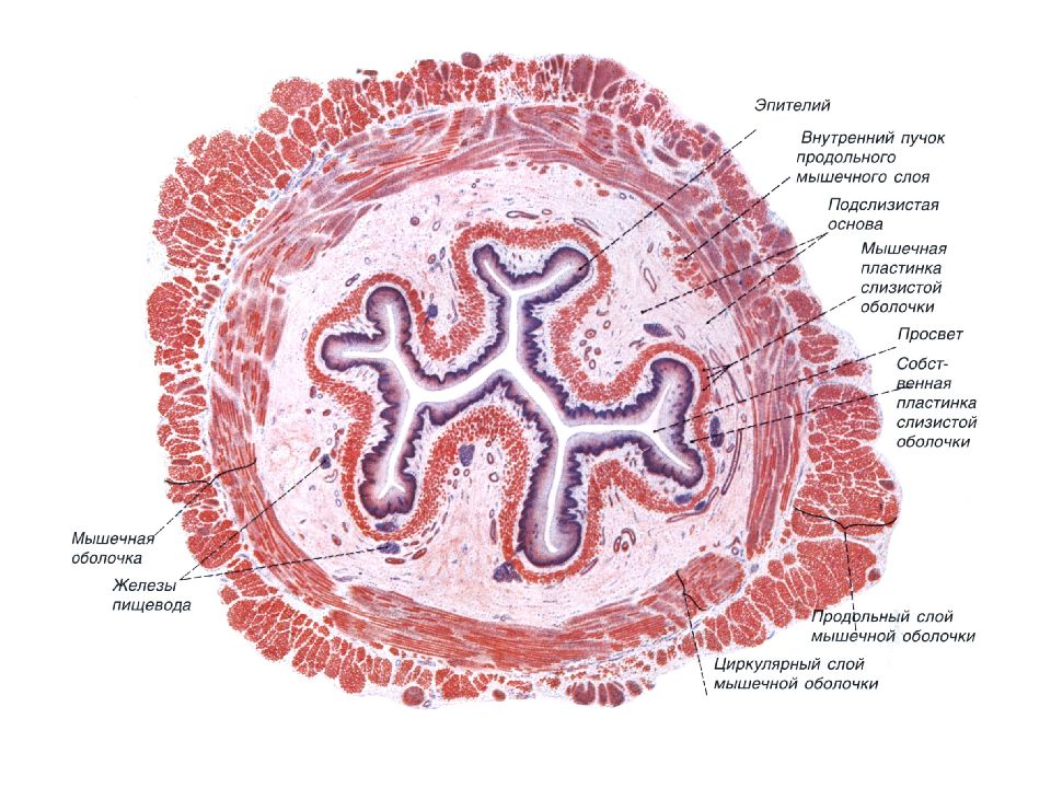Пищеварительная система презентация гистология