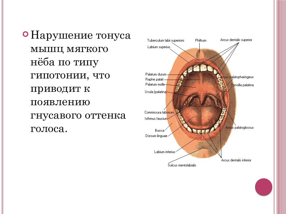 Нарушение тонуса. Упражнения для активизации мышц мягкого неба. Паралич мышц мягкого неба. Упражнение для активизации движений мягкого нёба:.