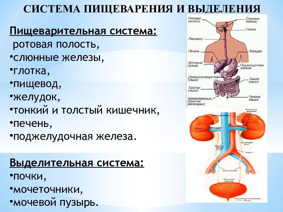 Заболевания системы пищеварения у спортсменов презентация