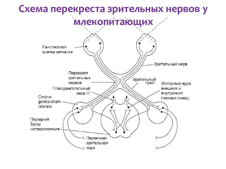 Зрительный нерв схема