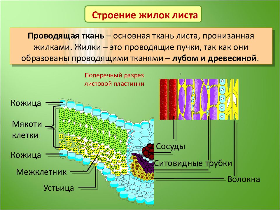 Основная ткань листа рисунок