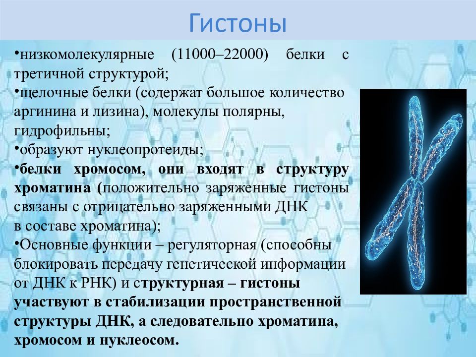 Белки в хромосомах. Негистоновые белки в хромосоме. Структурный белок хромосомы. Функция хромосомных белков. Низкомолекулярные белки.