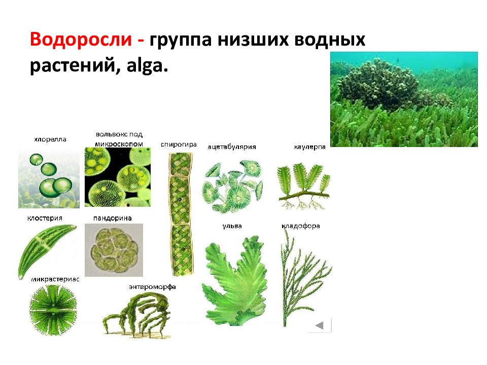 Водоросли примеры растений 3