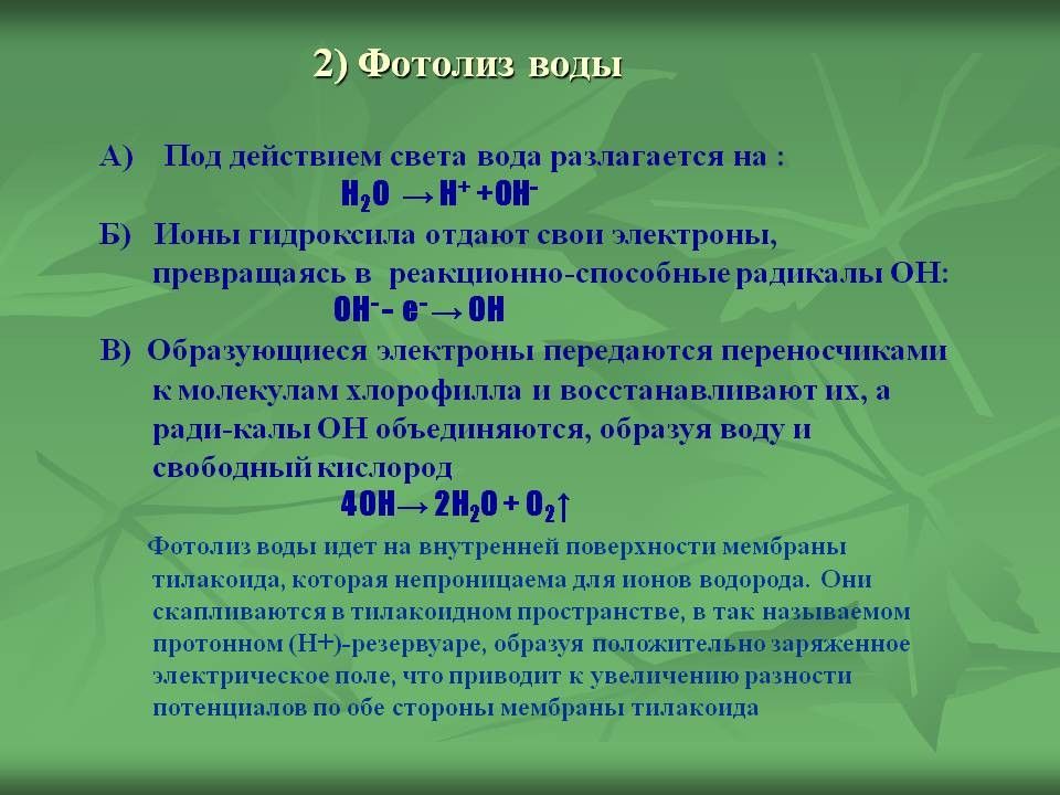 Фотолиз синтез газа. Фотолиз воды. Фотолиз воды реакция. Фотолиз воды фотосинтез. Где происходит фотолиз воды.