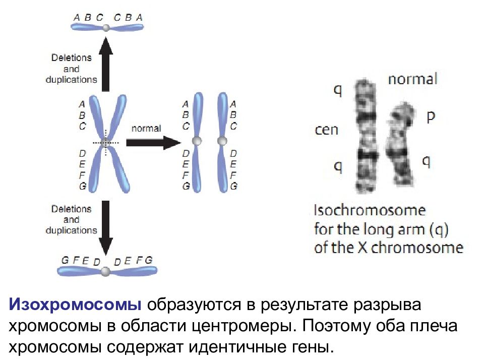 Имеется кольцевая хромосома. Как выглядит хромосома. Разрыв хромосомы. Центромеры хромосом. Транслокация хромосом.