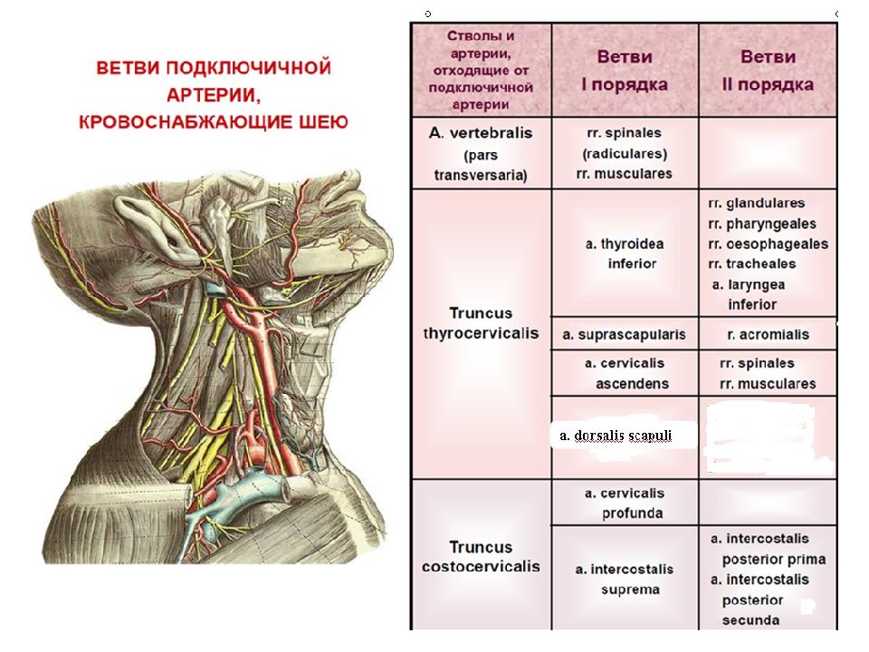 Рисунок подключичной артерии