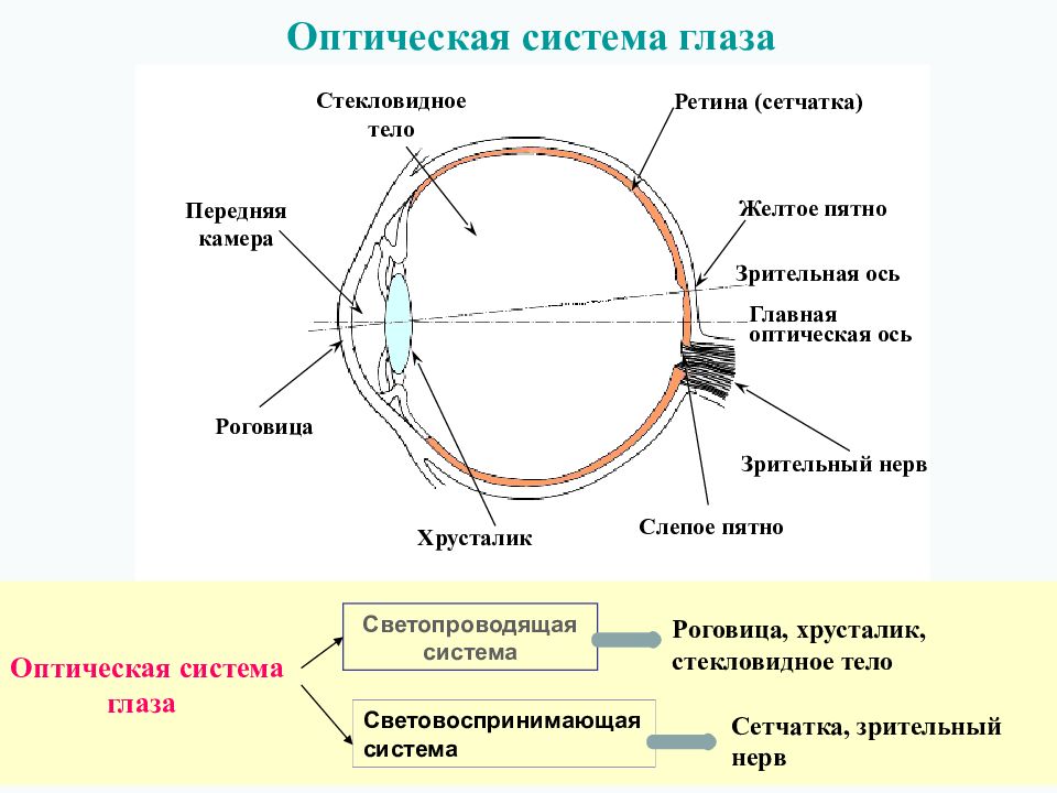 К оптической системе глаза относятся хрусталик. Строение глаза оптическая система глаза. Оптическая система глаза хрусталик. Схема оптической системы глаза. Оптическая система глаза строение глаза физика.