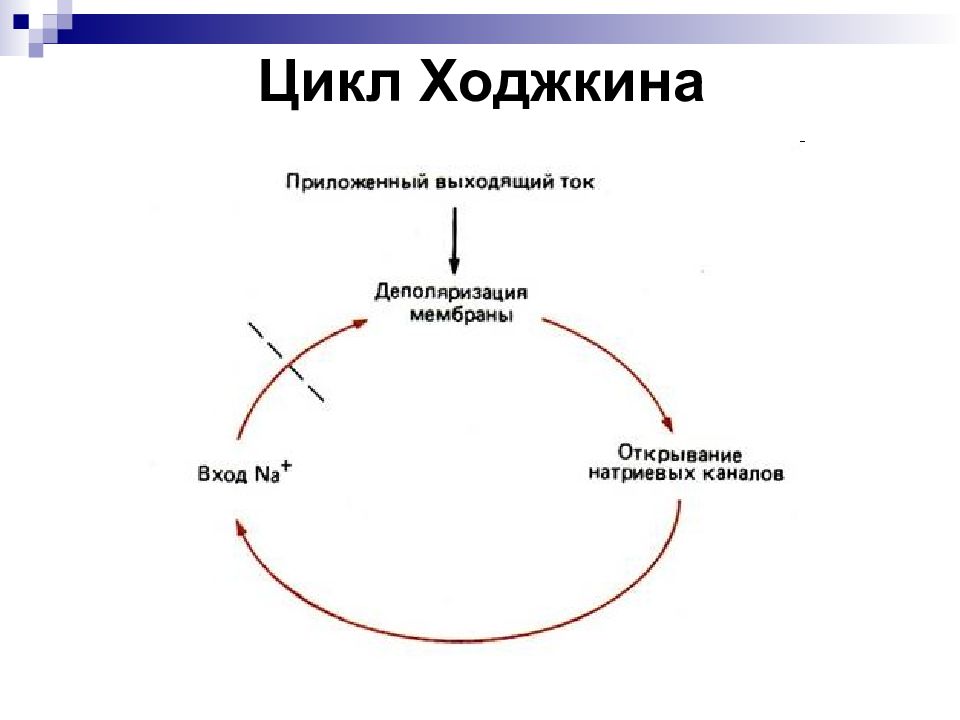 12 циклов. Цикл Ходжкина Хаксли. Цикл Ходжкина физиология. Физиология возбудимых тканей лекция. Цикл Ходжкина схема.