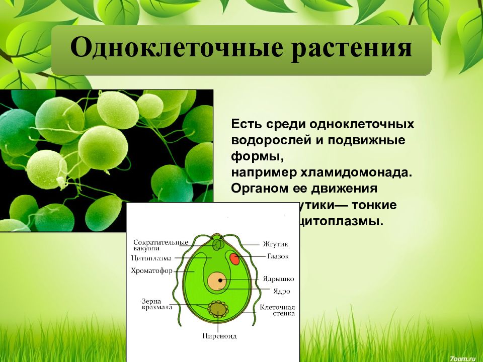 Презентация на тему одноклеточные и одноклеточные организмы 5 класс