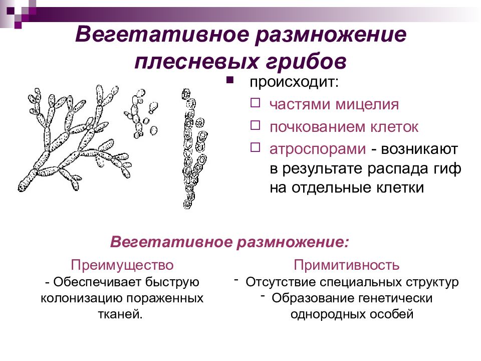 Виды размножения грибов схема