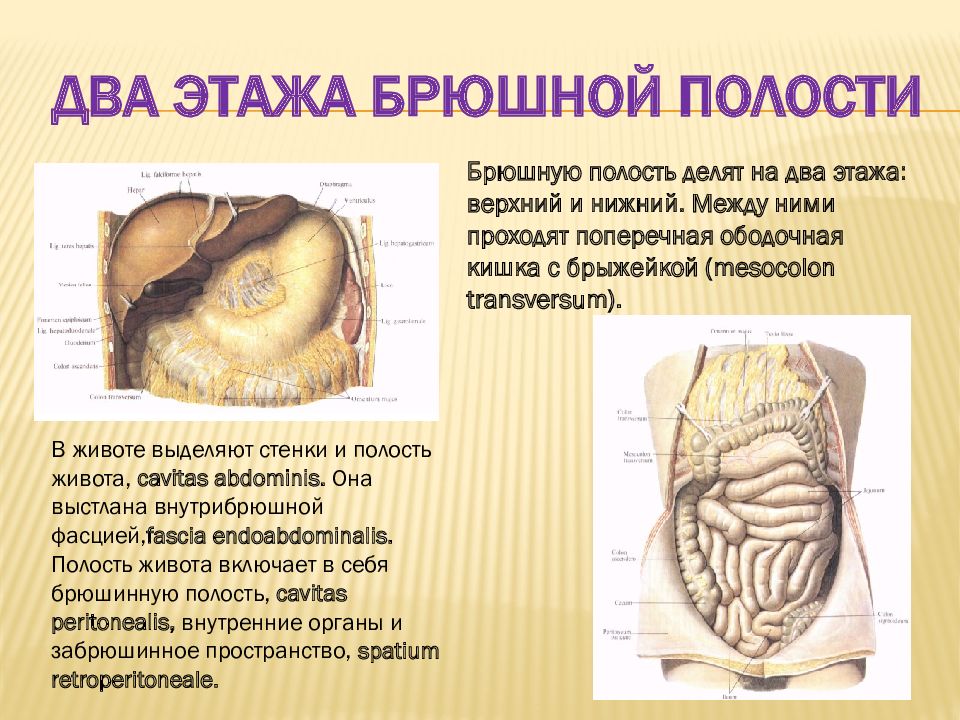 Наружная серозная оболочка сердца