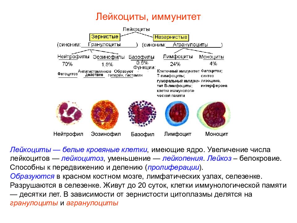 Обозначьте на рисунке виды лейкоцитов дайте их характеристику