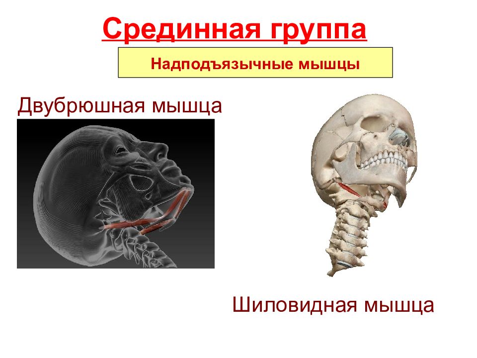 Грудино ключично сосцевидная мышца анатомия