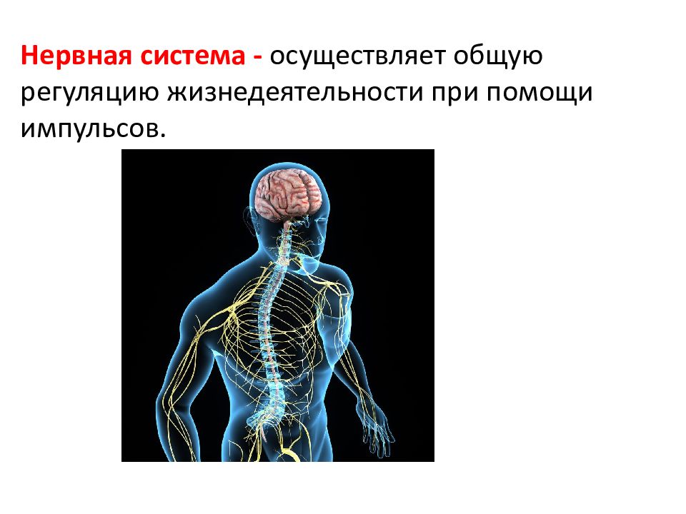 Презентация сосудистая система