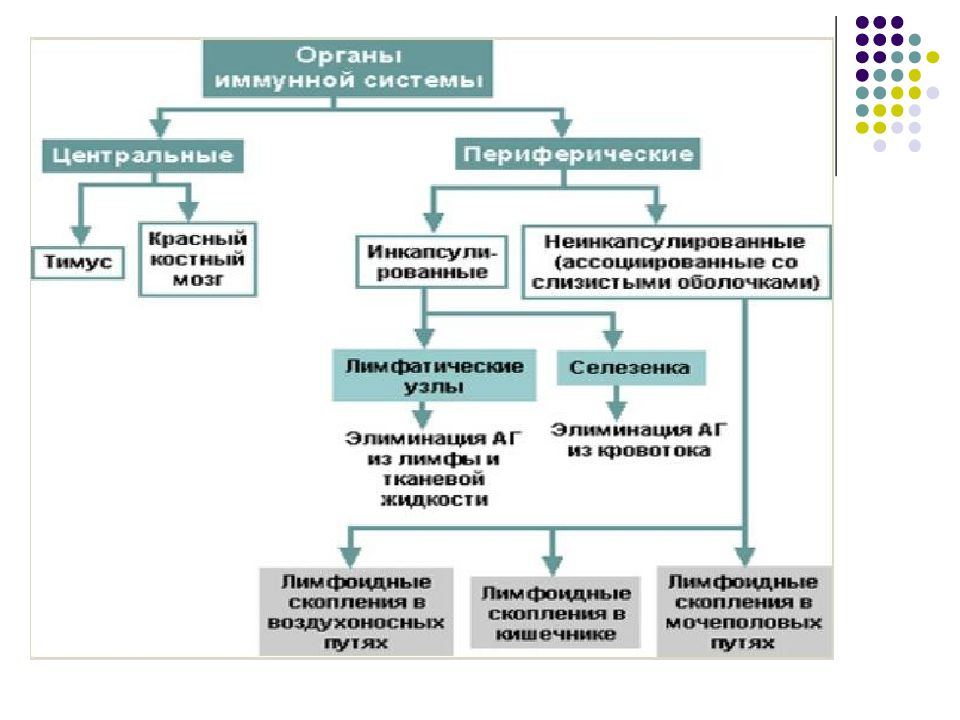 Иммунная система схема