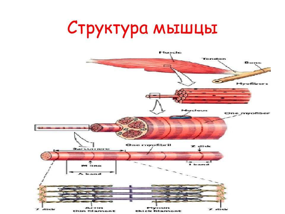 Состав мышц. Химический состав мышечного волокна биохимия. Структурная организация мышечных волокон биохимия. Структура мышц.