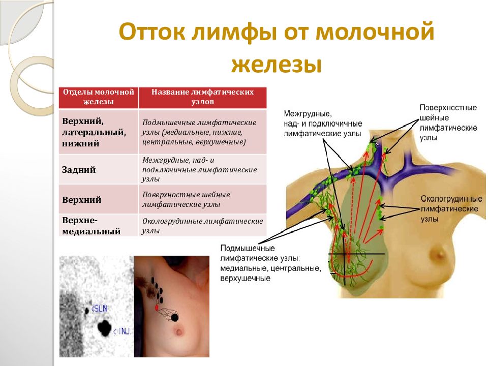 Подключичные лимфоузлы. Лимфатические узлы молочной железы анатомия. Подмышечные лимфатические узлы. Подмышечные лимфоузлы расположение. Подмышечные лимфатические узлы расположение.