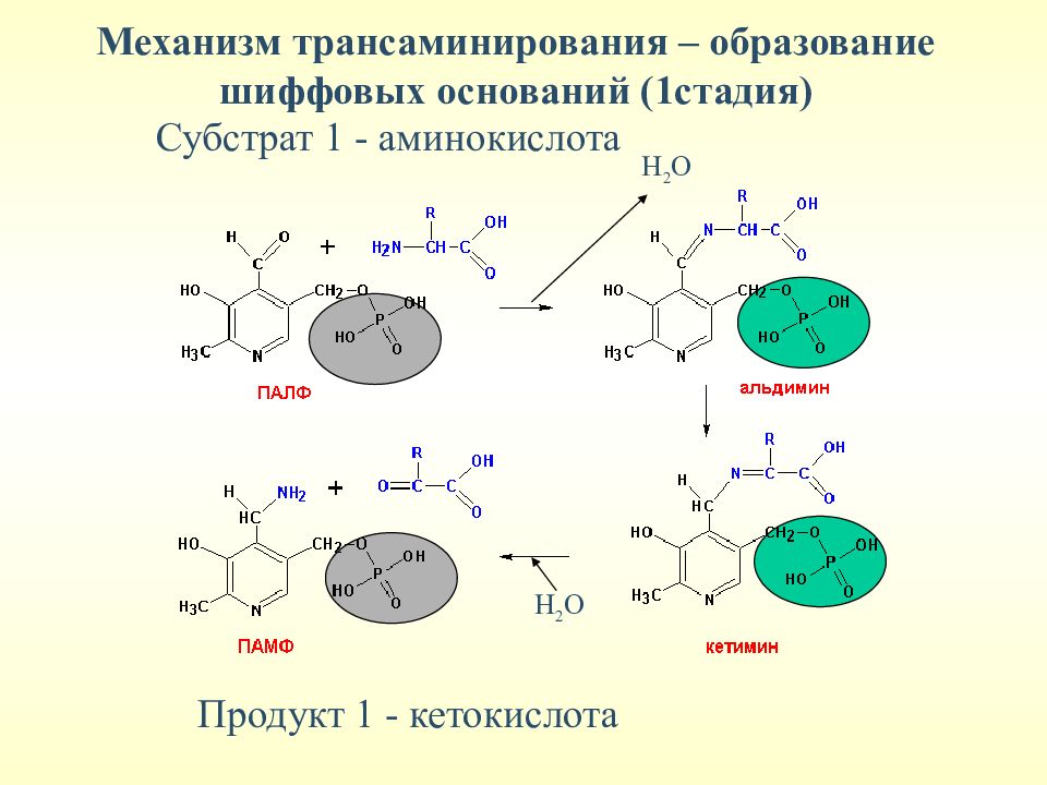 Образование оснований. Трансаминирование аминокислот механизм. Реакции переаминирования аминокислот механизм. Механизм трансаминирования аминокислот. Реакция Шиффа механизм.