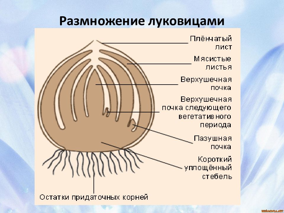 Размножение луковицами. Вегетативное размножение луковицами. Размножение растений луковицами схема.