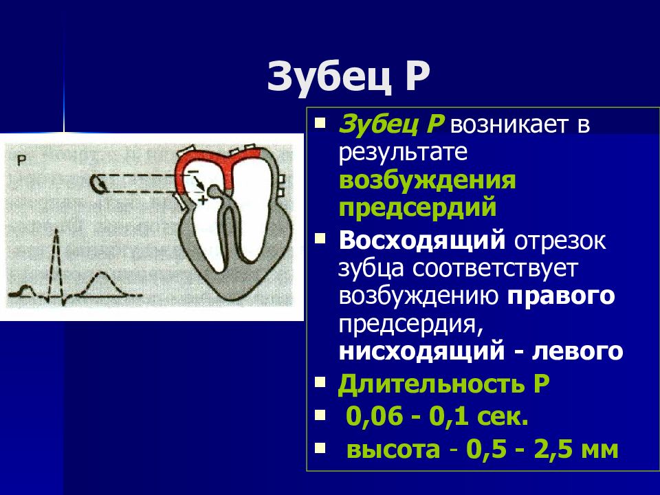 Презентация пропедевтика экг