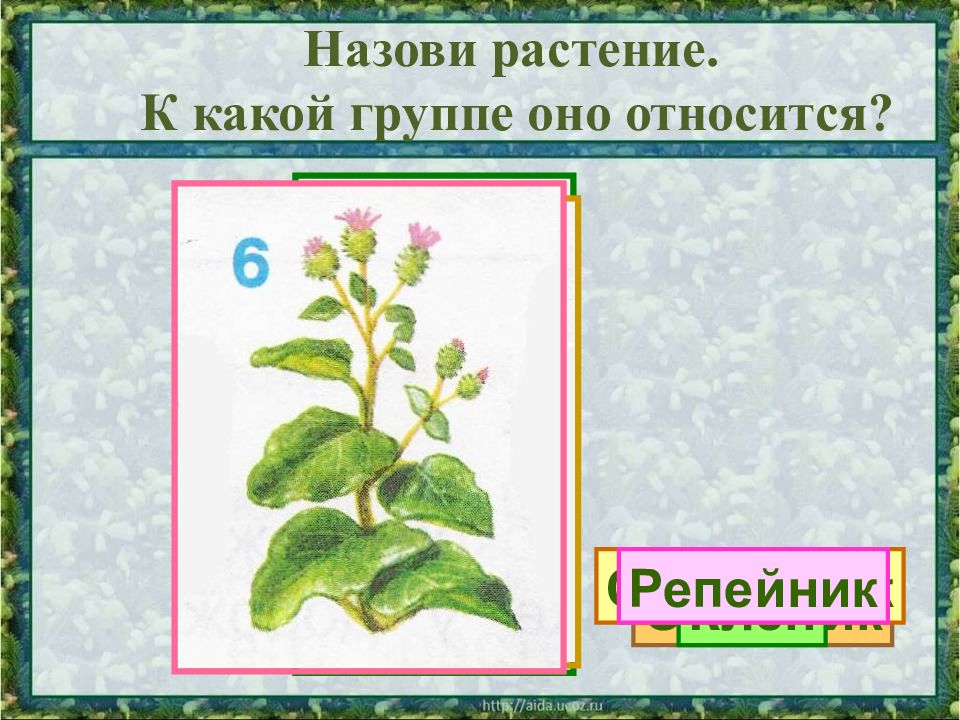 Клен к какой группе. К какой группе растений относится клен. Клен какая группа растений. К каким растениям относится клен. Клен к какой группе растений относится 3 класс.