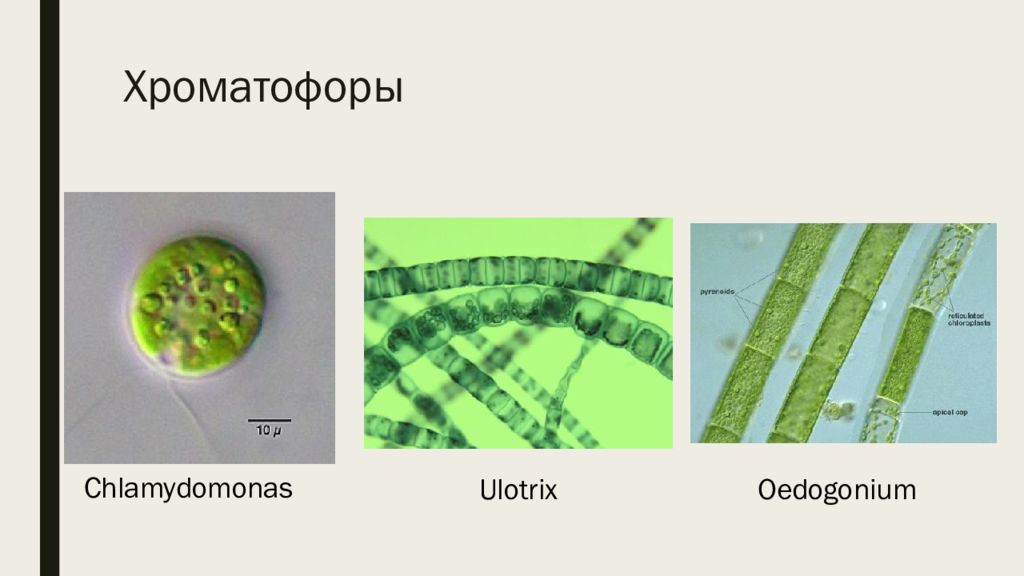 Пигменты фотосинтеза в хроматофоре. Хроматофоры. Хроматофор у водорослей. Форма хроматофора обуславливает название рода. Ского языка призносится хроматофер.