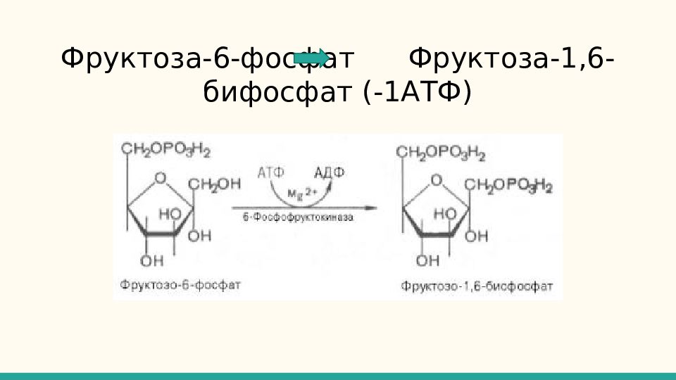 Фруктоза индекс. Фруктозо 6 фосфат АТФ фруктозо 1 6 дифосфат АДФ. Фруктоза в фруктозо 1 фосфат. Фруктоза-1,6-бифосфат во фруктозо-6-фосфат. Фруктоза в фруктозо 6 фосфат.