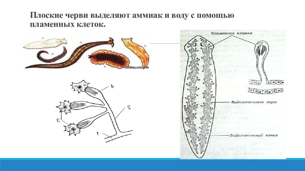 Стенка плоских червей