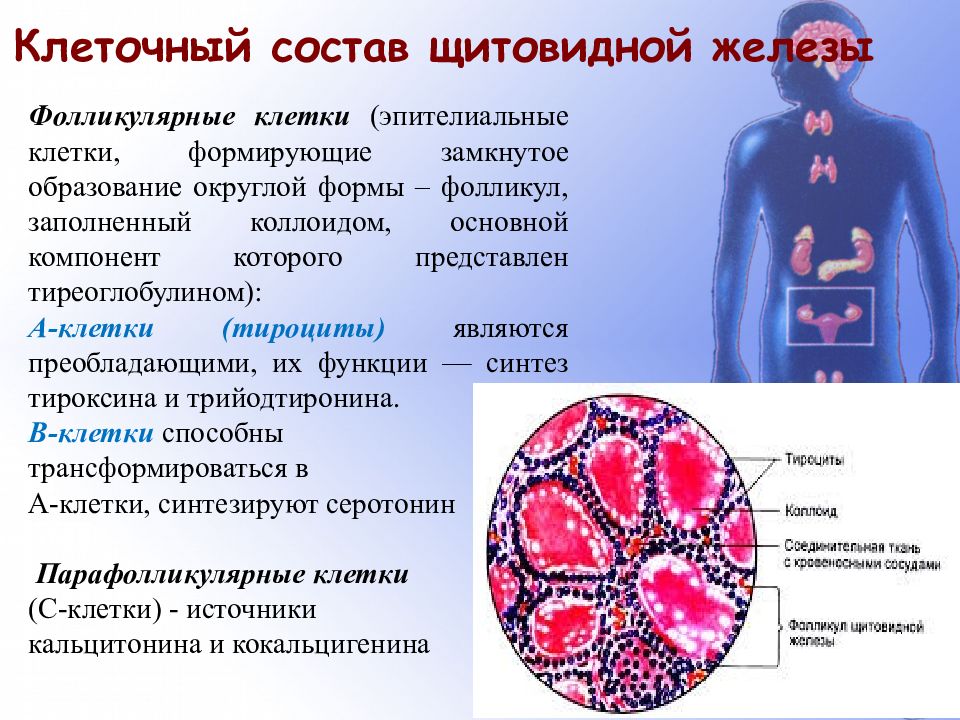 Щитовидная железа клетки. Клетки щитовидной железы. Гормоны фолликулярных клеток щитовидной железы. Клеточный состав щитовидной железы. Секреторные клетки щитовидной железы.