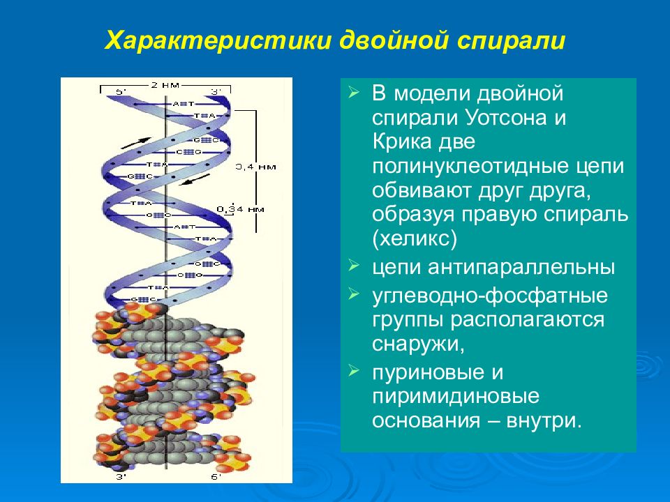 Известно что нуклеиновые кислоты антипараллельны. Характеристика двойной спирали Уотсона и крика. Нуклеиновые кислоты двойная спираль. Вторичная структура ДНК Уотсон и крик. Модель молекулы ДНК Уотсона и крика.