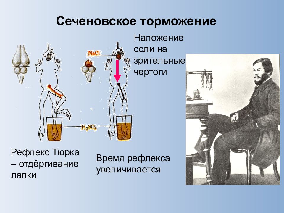 Схема опыта сеченова