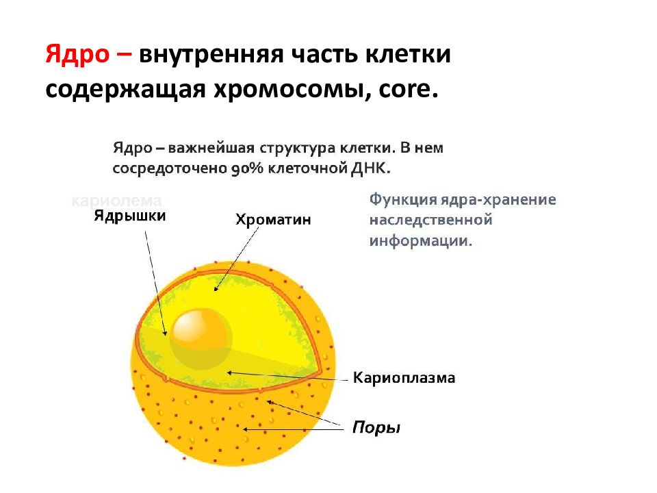 Строение ядра картинка