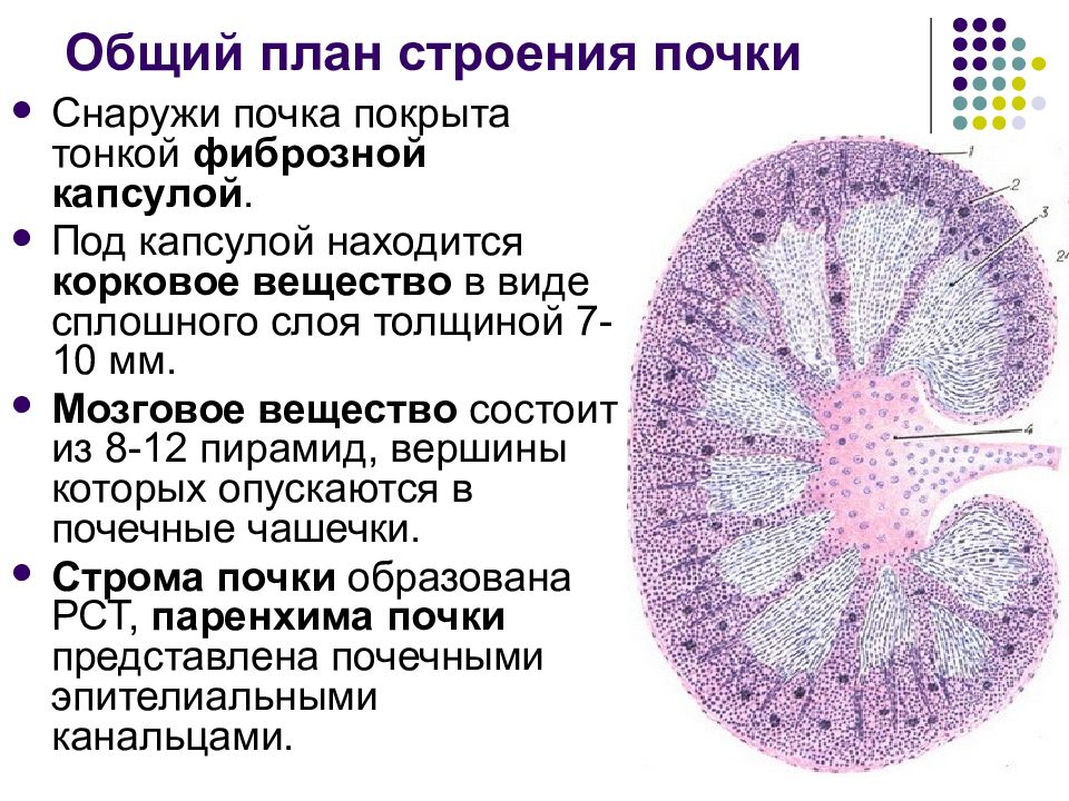 Структуру мозгового вещества почек