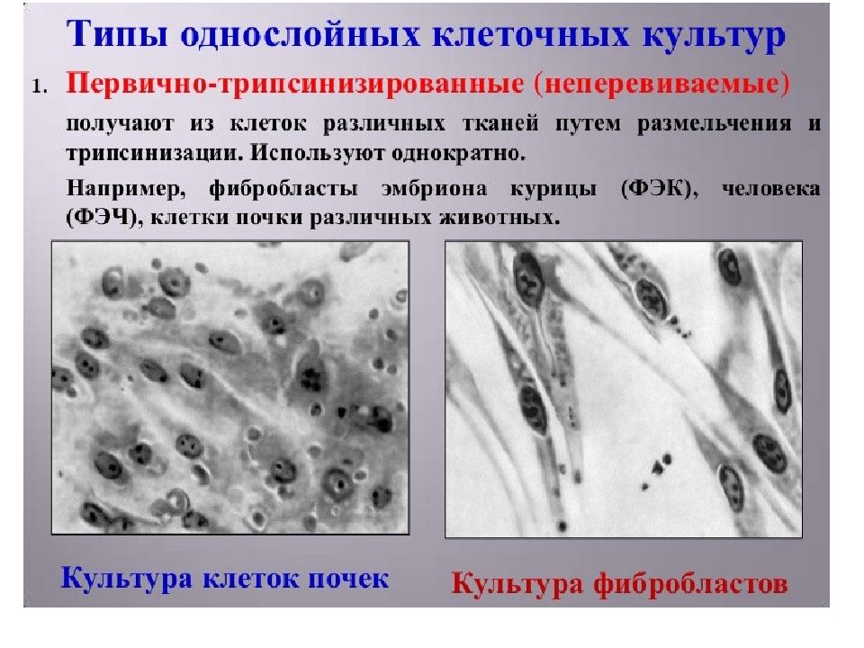 Первичные клетки. Первично трипсинизированная культура клеток. Однослойные культуры клеток. Первично трипсинизированные культуры клеток это. Культура клеток куриных фибробластов.