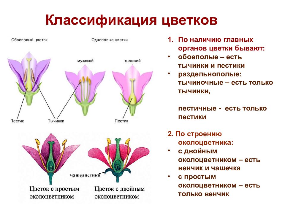 Схема обоеполого цветка