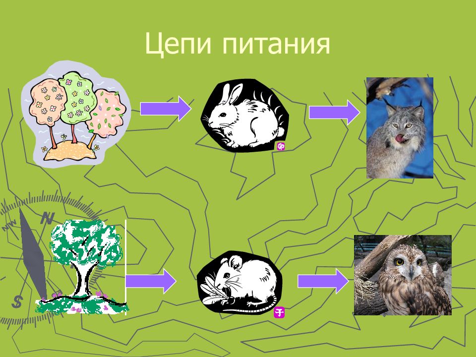 Схема цепи питания характерной для лесного сообщества вашего края