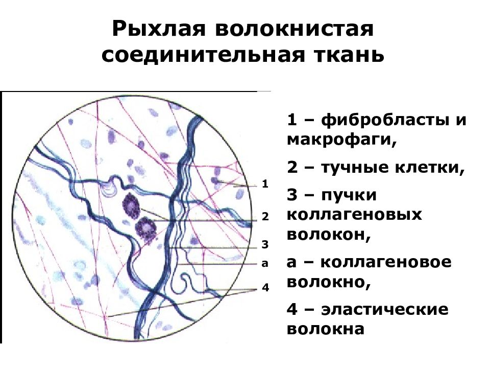 Волокнистая соединительная ткань картинки