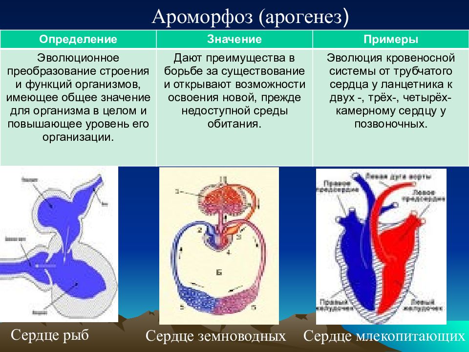 Ароморфоз что это. Ароморфозы кровеносной системы позвоночных животных. Ароморфоз сердца. Ароморфозы сердца у животных. Ароморфозы кровеносной системы млекопитающих.