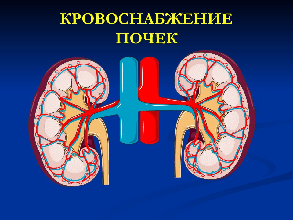 Функция почечной артерии. Кровоснабжение почки схема. Кровеносная система почки. Кровеносные сосуды почки. Krovosnabjeniye pochek.