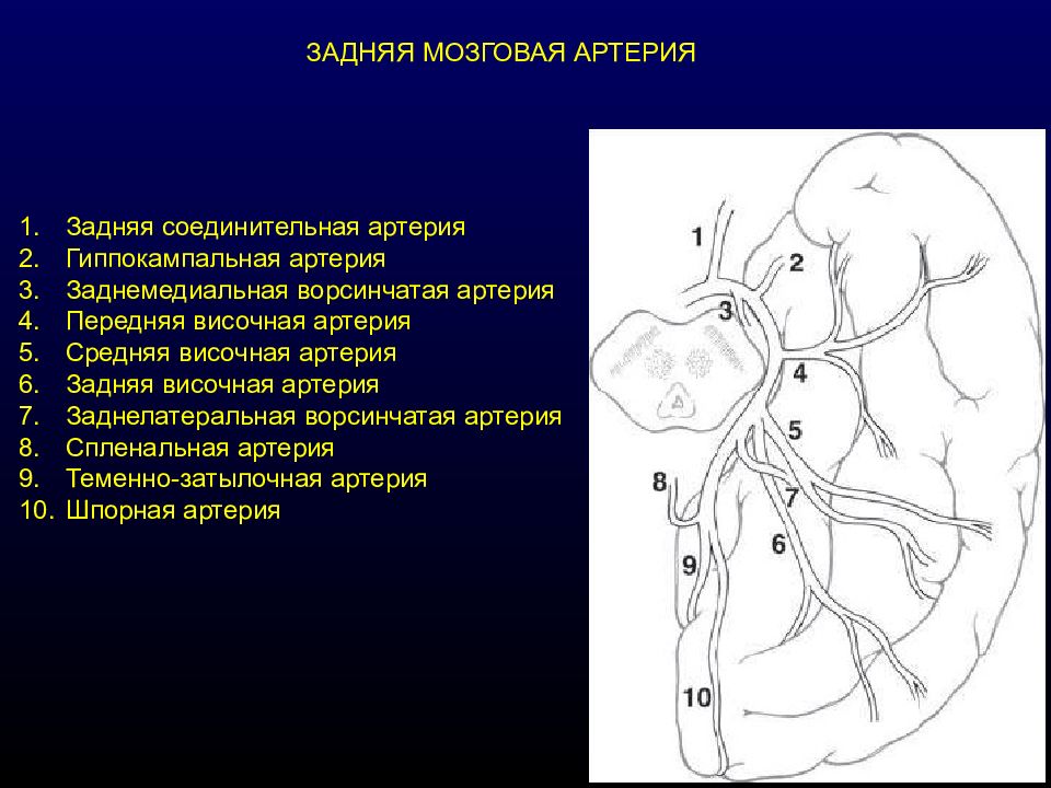 Артерии среднего мозга. Сегменты средней мозговой артерии на кт. Сегменты задней мозговой артерии. Задняя мозговая артерия анатомия. P1 сегмент задней мозговой артерии.