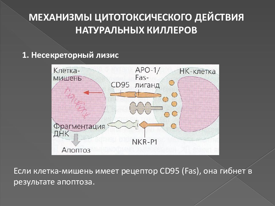 Апоптоз презентация иммунология