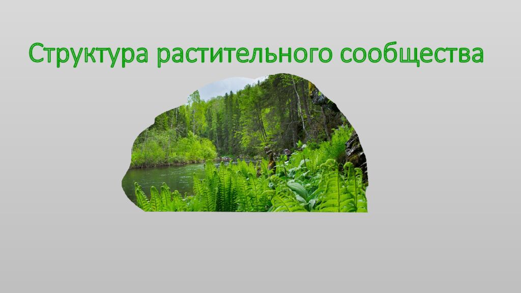 Структура растительного сообщества