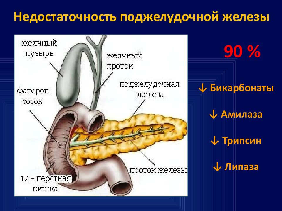 Поджелудочная железа фиброзные изменения. Поджелудочная железа при муковисцидозе. Поджелудочная железа анатомия. Поджелудочная железа рисунок. Железы поджелудочной железы.