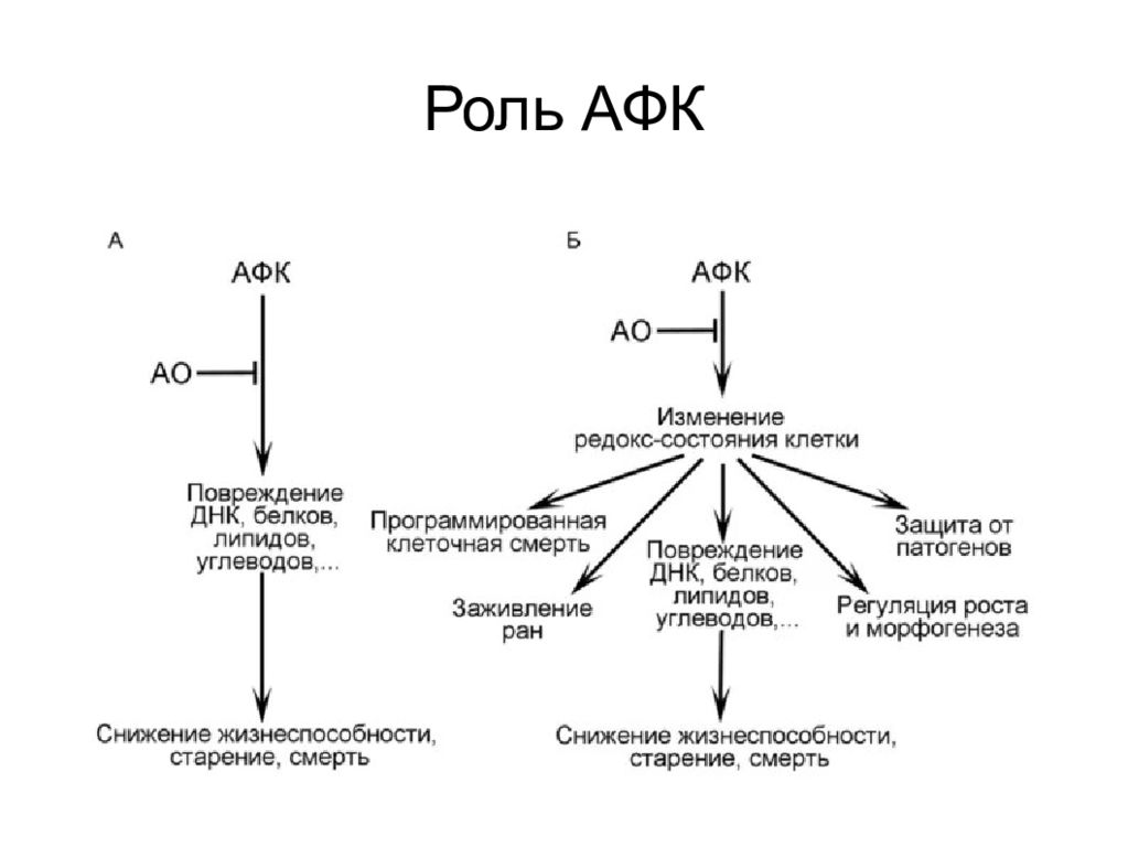 Активные формы кислорода. . Биологическая роль активных форм кислорода (АФК).. Роль активных форм кислорода в повреждении клетки. Повреждающее действие активных форм кислорода биохимия. Роль АФК В организме.