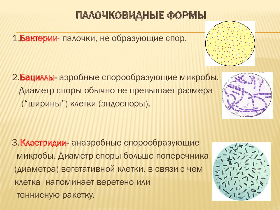 Охарактеризуйте бактерии. Палочковидные (цилиндрические) формы бактерий. Формы палочковидных микроорганизмов микробиология. Палочковидные шаровидные микроорганизмы. Палочковидные бактерии микробиология.
