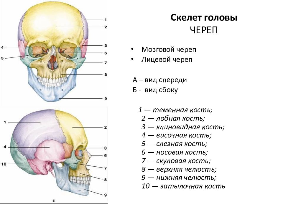 Мозговые кости человека. Скелет головы мозговой отдел кости. Скелет головы человека лицевой отдел. Кости лицевого отдела черепа сбоку. Строение черепа человека мозговой и лицевой отделы.