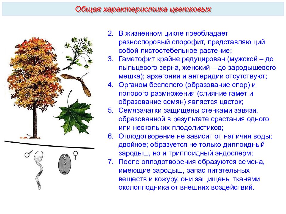 К какому классу цветковых относят растение изображенное на рисунке ответ обоснуйте назовите органы