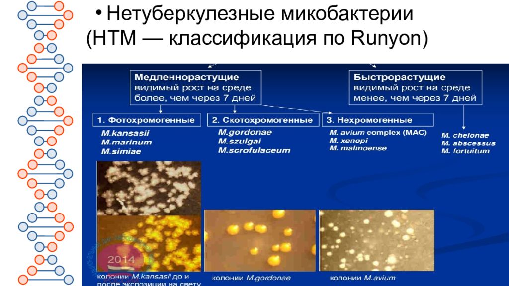 Тест на микобактерию. Классификация микобактерий микробиология. Нетуберкулезные патогенные для человека микобактерии. Классификация микобактерий туберкулеза. Нетуберкулезные микобактерии классификация.