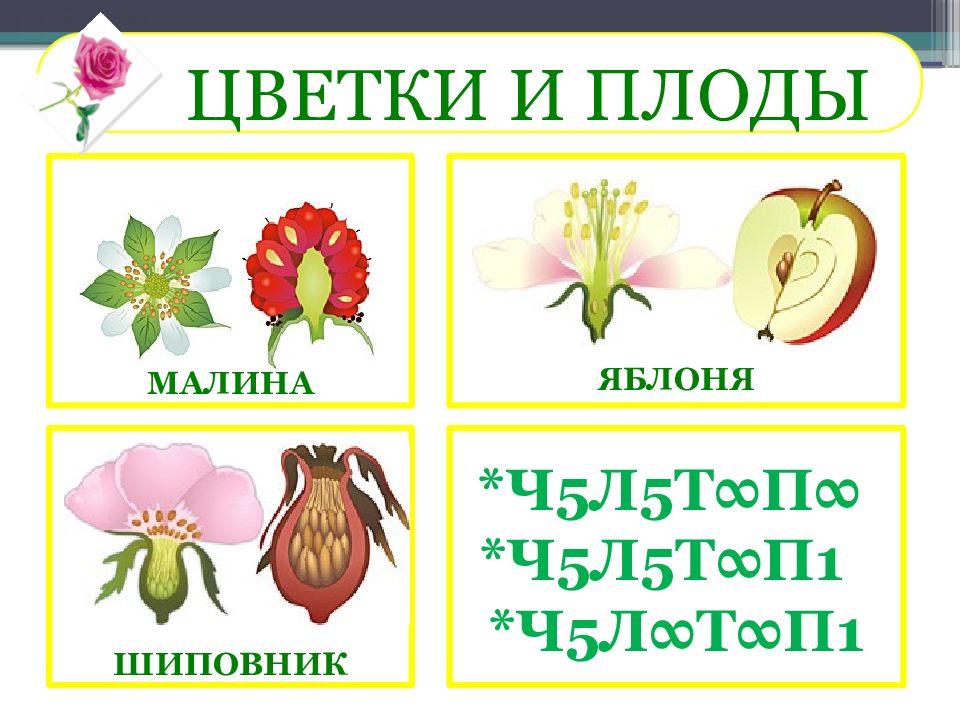 Название плода семейства розоцветных. Семейство Розоцветные плод. Семейство Розоцветные яблоня. Семейство Розоцветные презентация. Розоцветные цветок и плод.